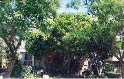 438-n-palm-15408