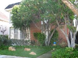 438-n-palm-15409