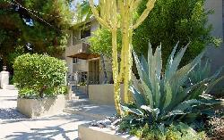 938-palm-21764