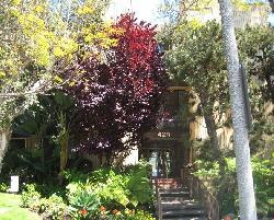 beverly-palm-15397