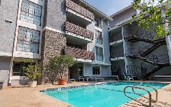 brentwood-cedar-tree-25886