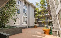 brentwood-cedar-tree-25889