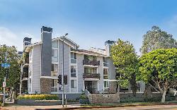 brentwood-cedar-tree-25892