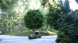 century-woods-5595