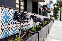 hawthorn-at-poinsettia-23485