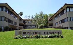 rose-tree-25361