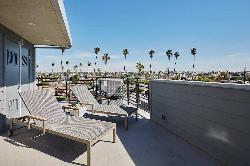 sycamore-palms-41453